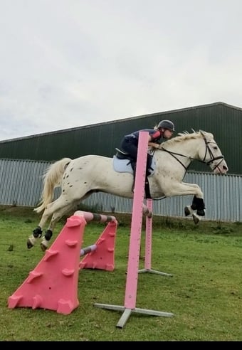 "Davie" Spotted Gelding All Rounder