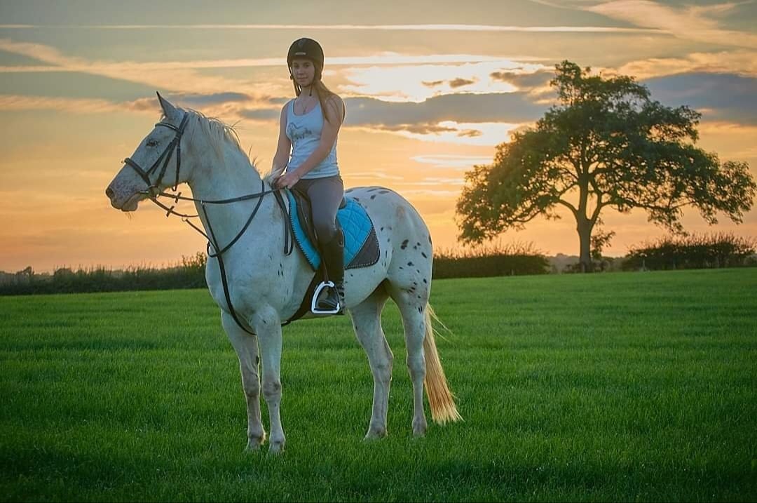 "Davie" Spotted Gelding All Rounder