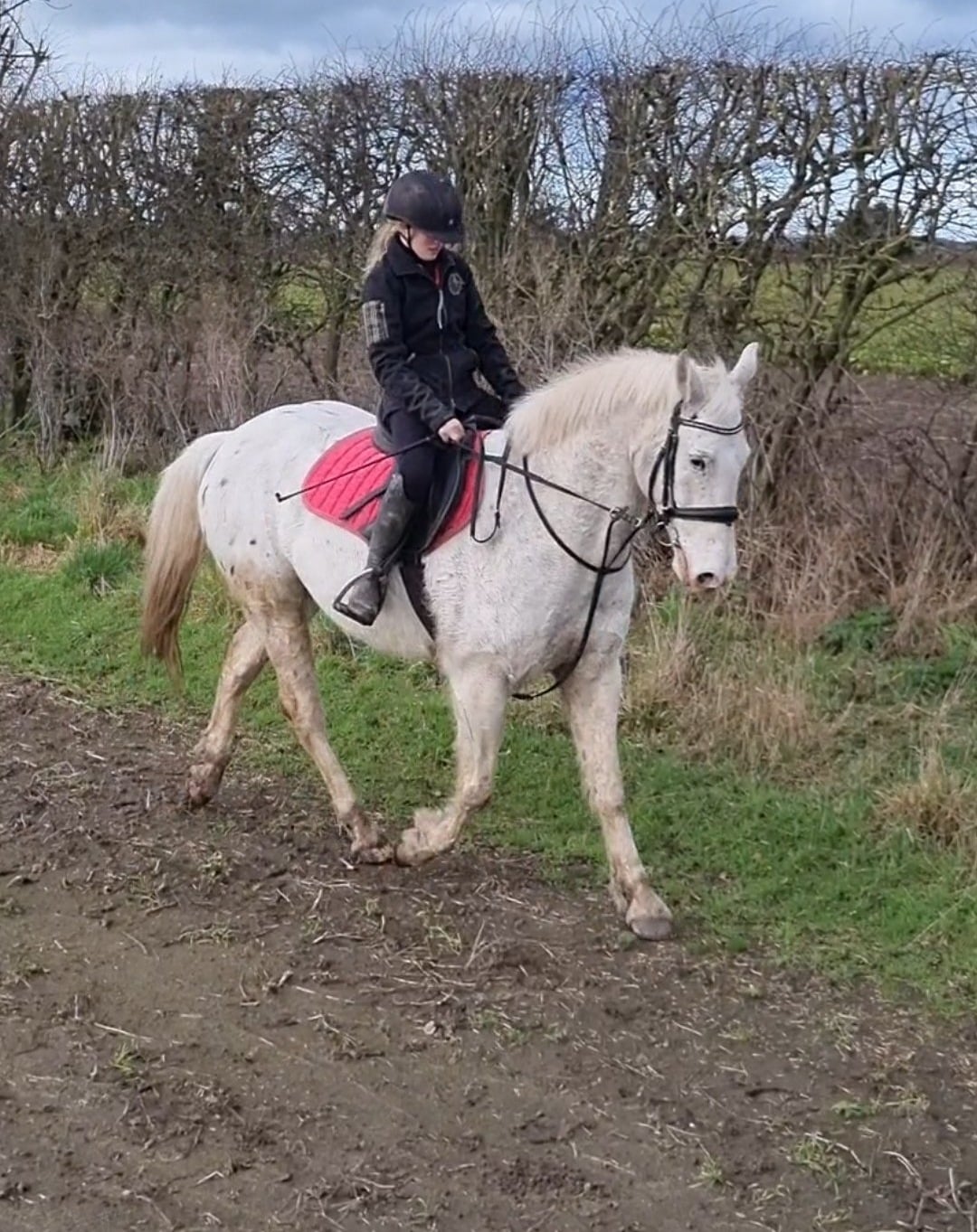 Raskelf "Davie" Spotted Gelding All Rounder