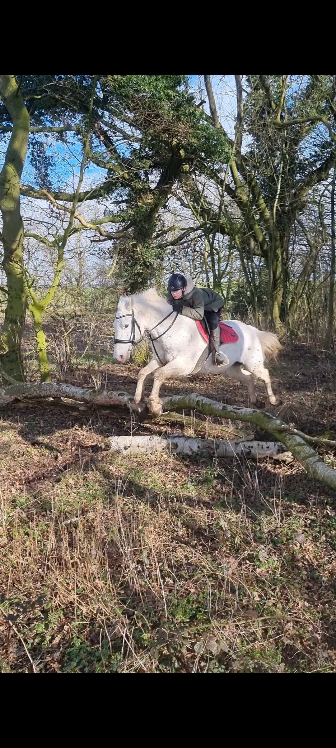 "Davie" Spotted Gelding All Rounder - Horses in Raskelf