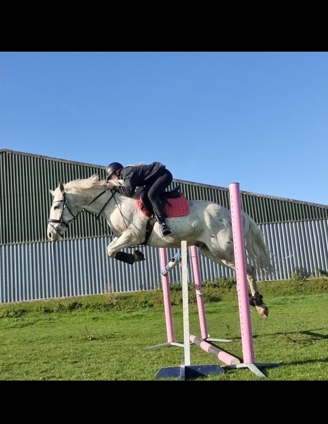 "Davie" Spotted Gelding All Rounder - Horses