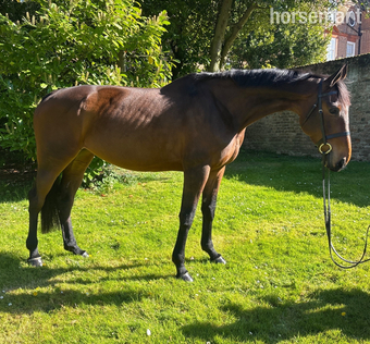 "Brandy"  Mare All Rounder