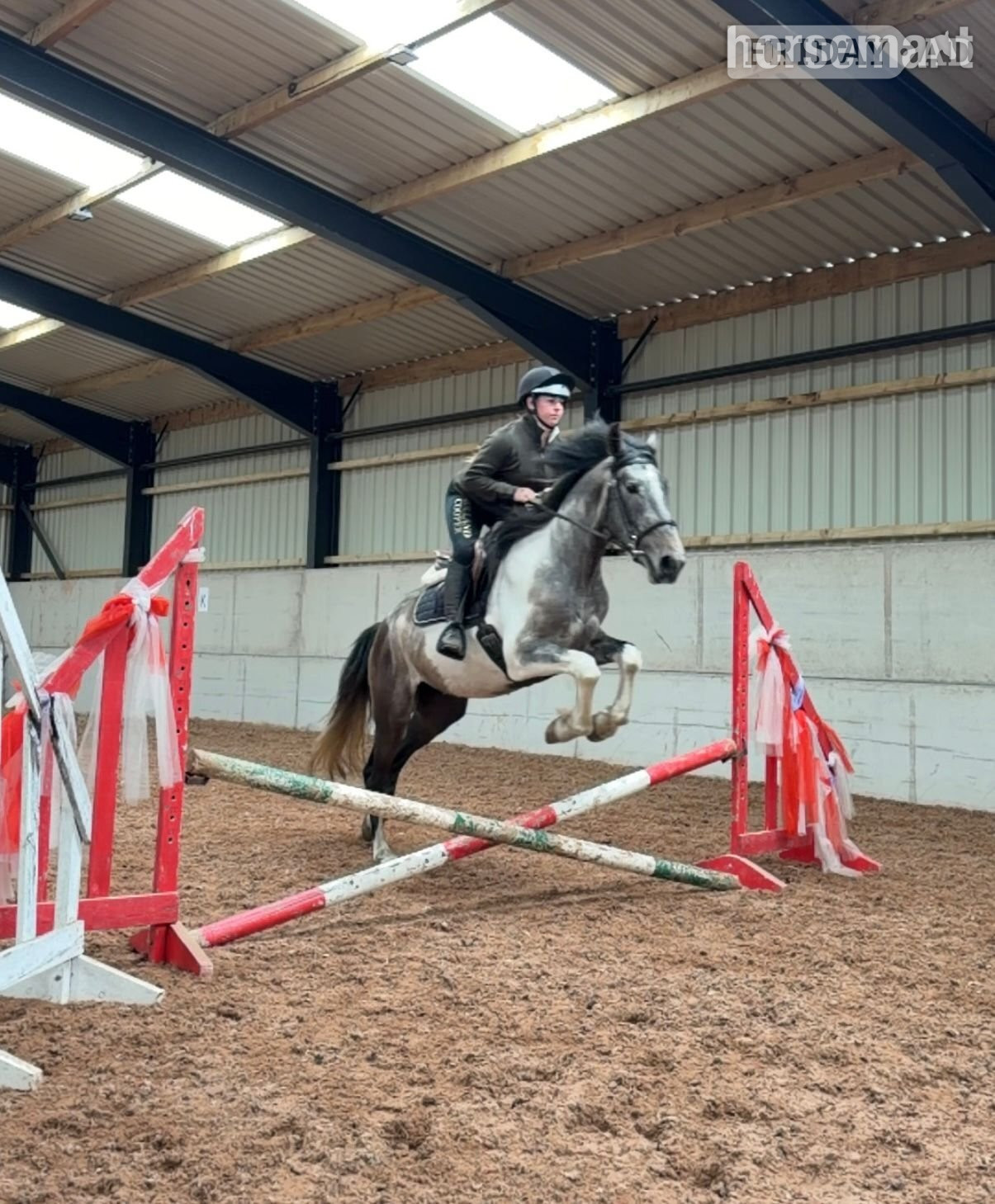 "Rapido" Skewbald Gelding All Rounder