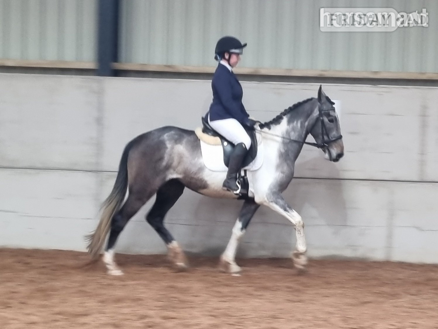 Nether Wasdale "Rapido" Skewbald Gelding All Rounder
