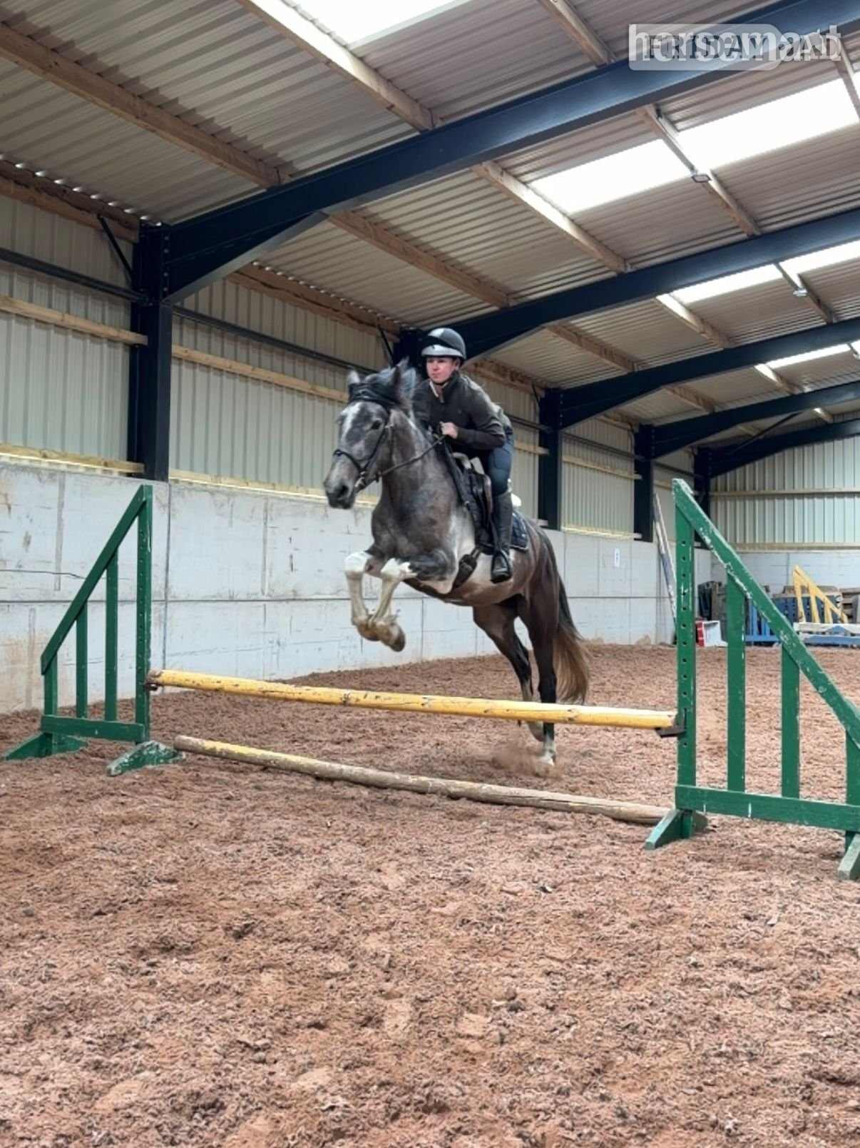 "Rapido" Skewbald Gelding All Rounder in Nether Wasdale