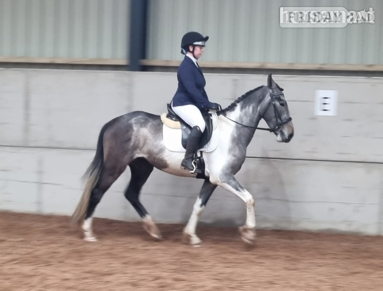 "Rapido" Skewbald Gelding All Rounder - Horses