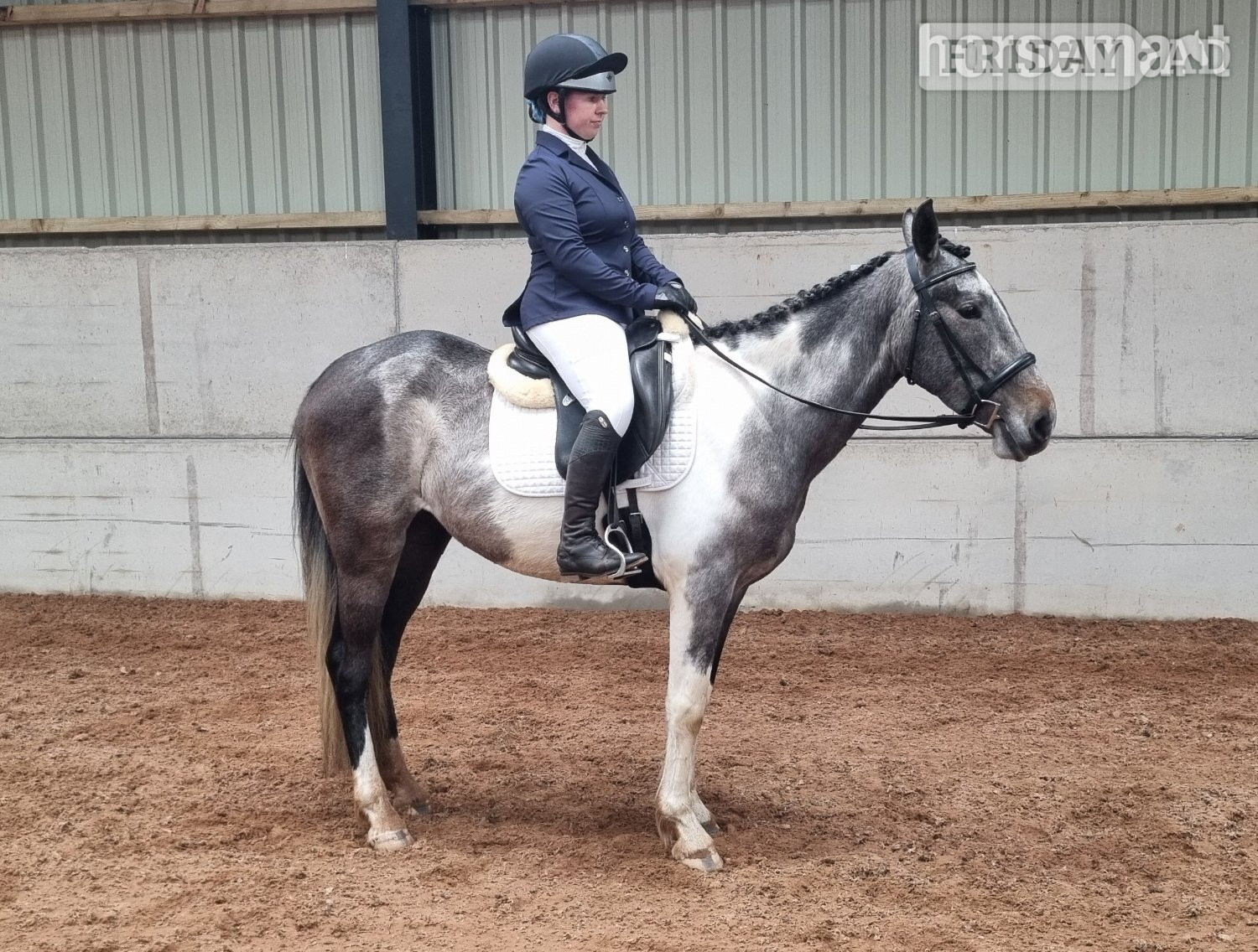 "Rapido" Skewbald Gelding All Rounder - Horses in Nether Wasdale