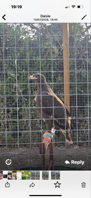 Steppes eagle 13 weeks old 