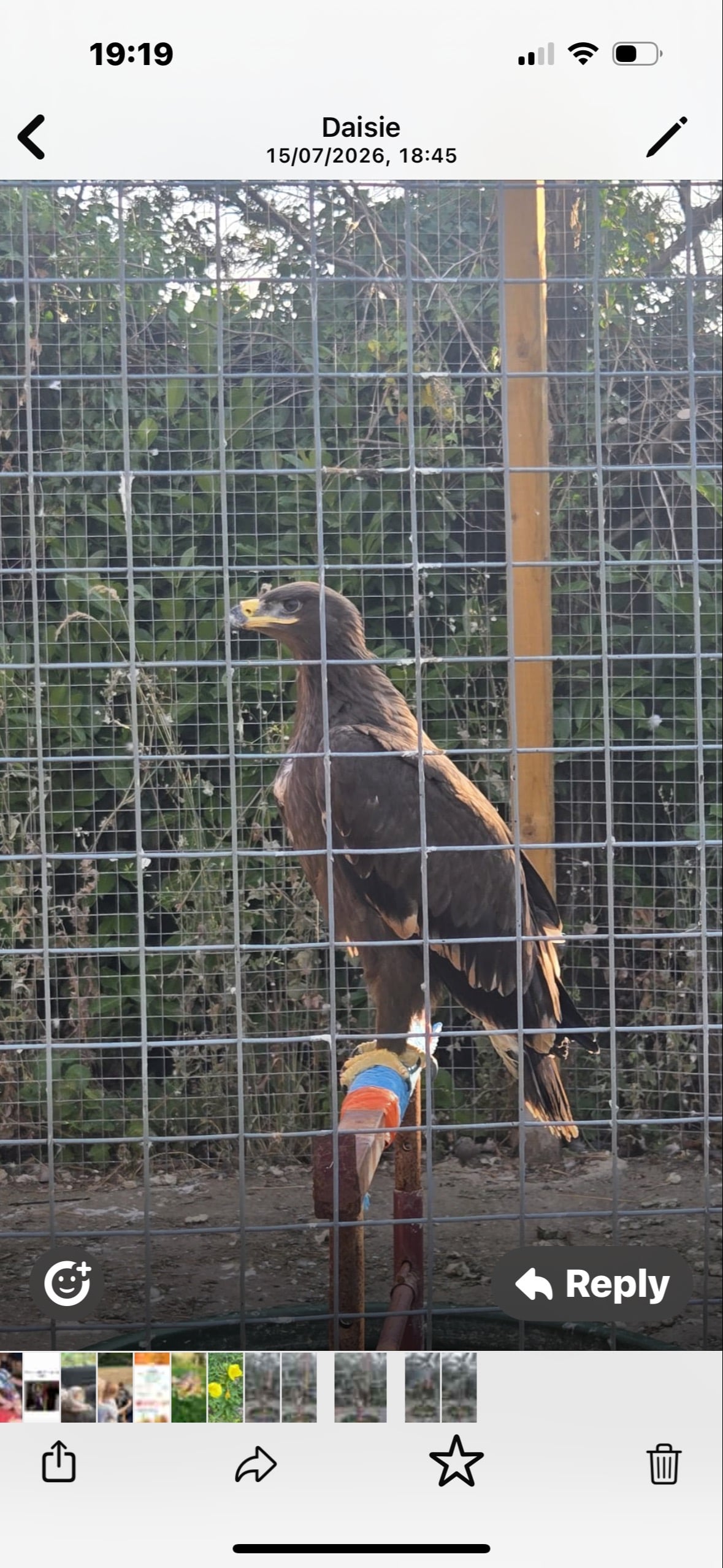 Steppes eagle 13 weeks old  in Bristol