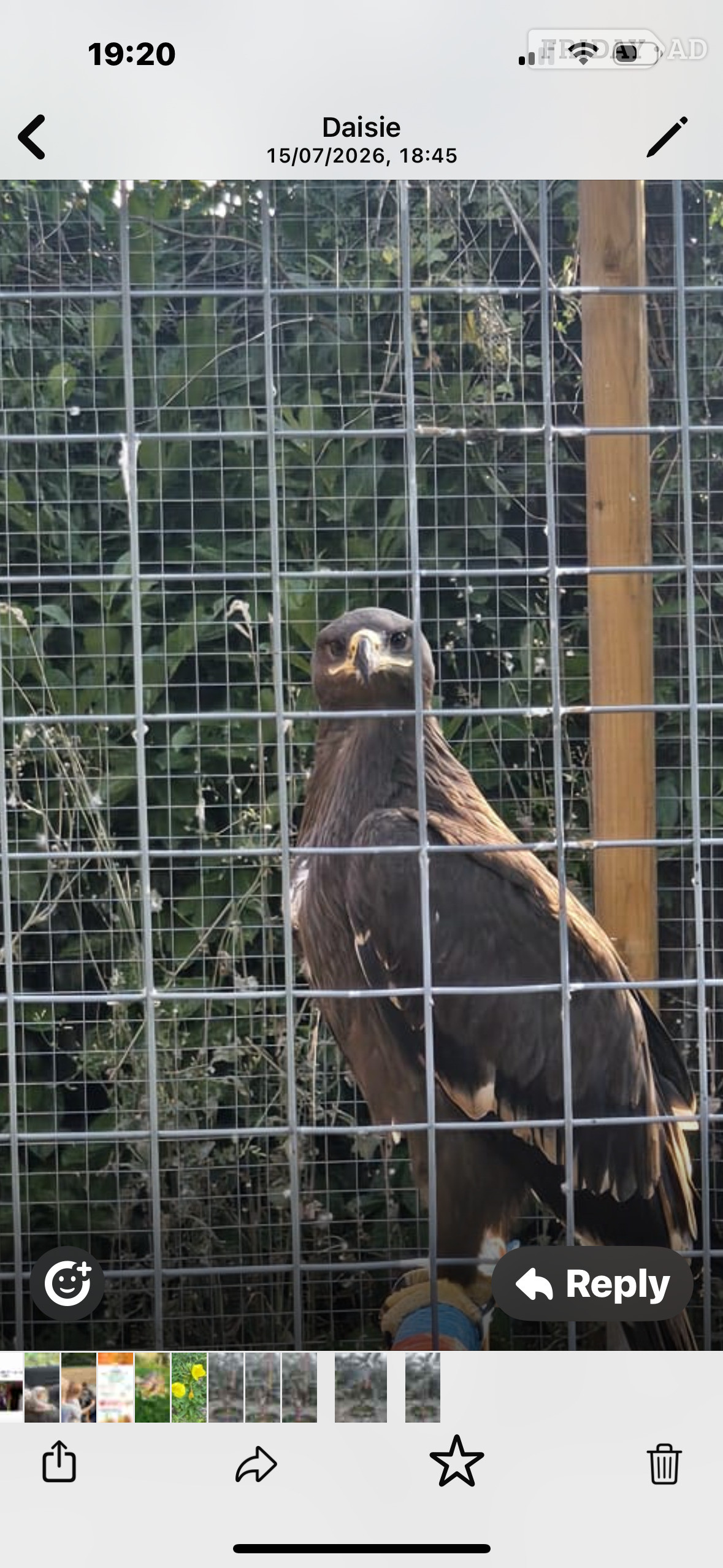 Steppes eagle 13 weeks old  - Birds in Bristol