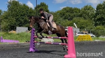 "Mulan " Bay Mare All Rounder