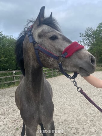 "Beam me up scotty" Grey Colt Youngstock / Foal