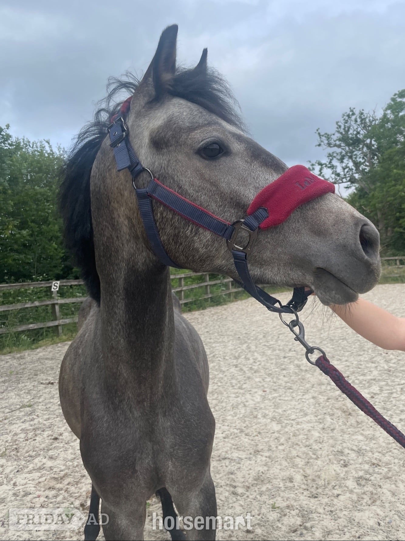 "Beam me up scotty" Grey Colt Youngstock / Foal in Wineham