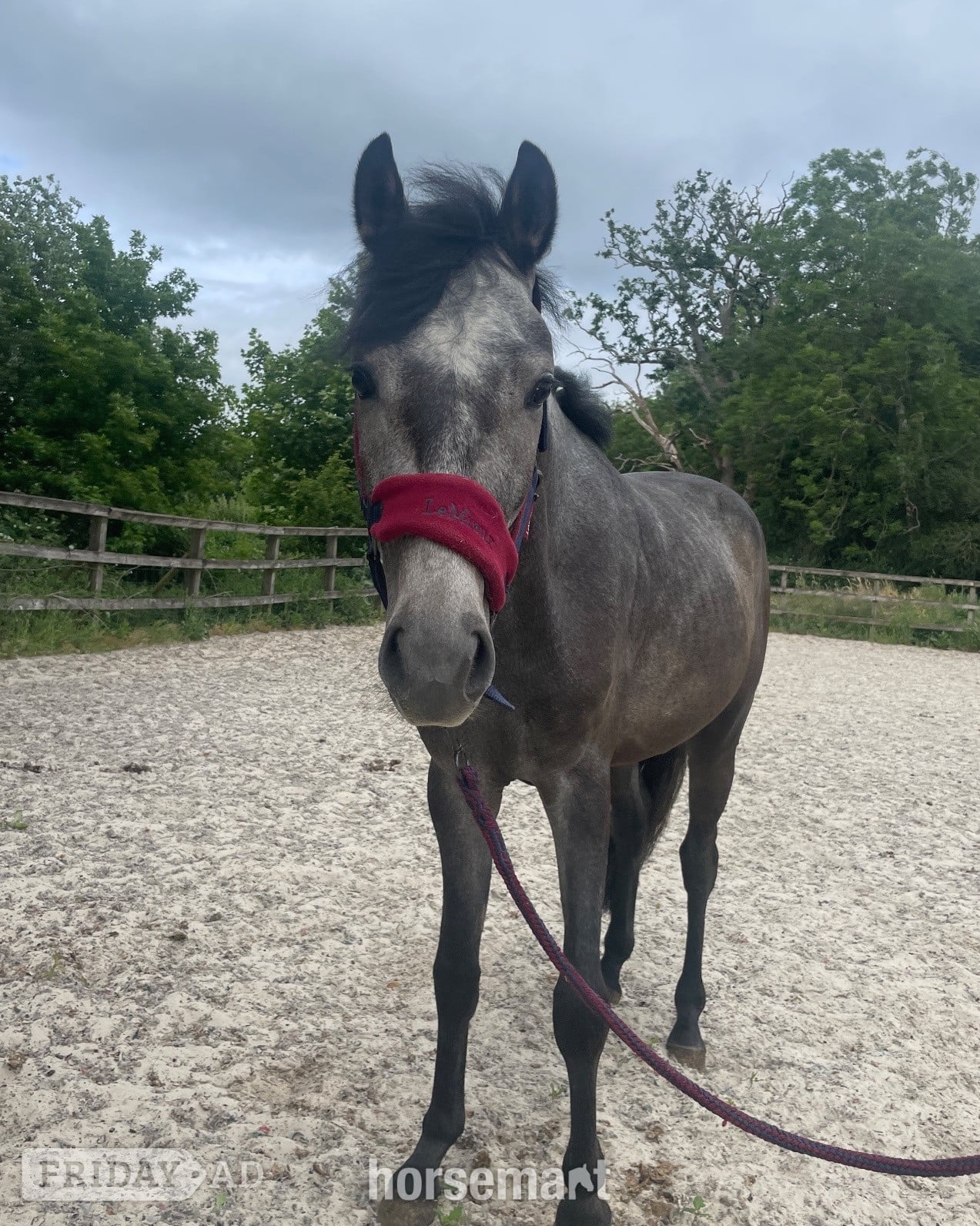 "Beam me up scotty" Grey Colt Youngstock / Foal