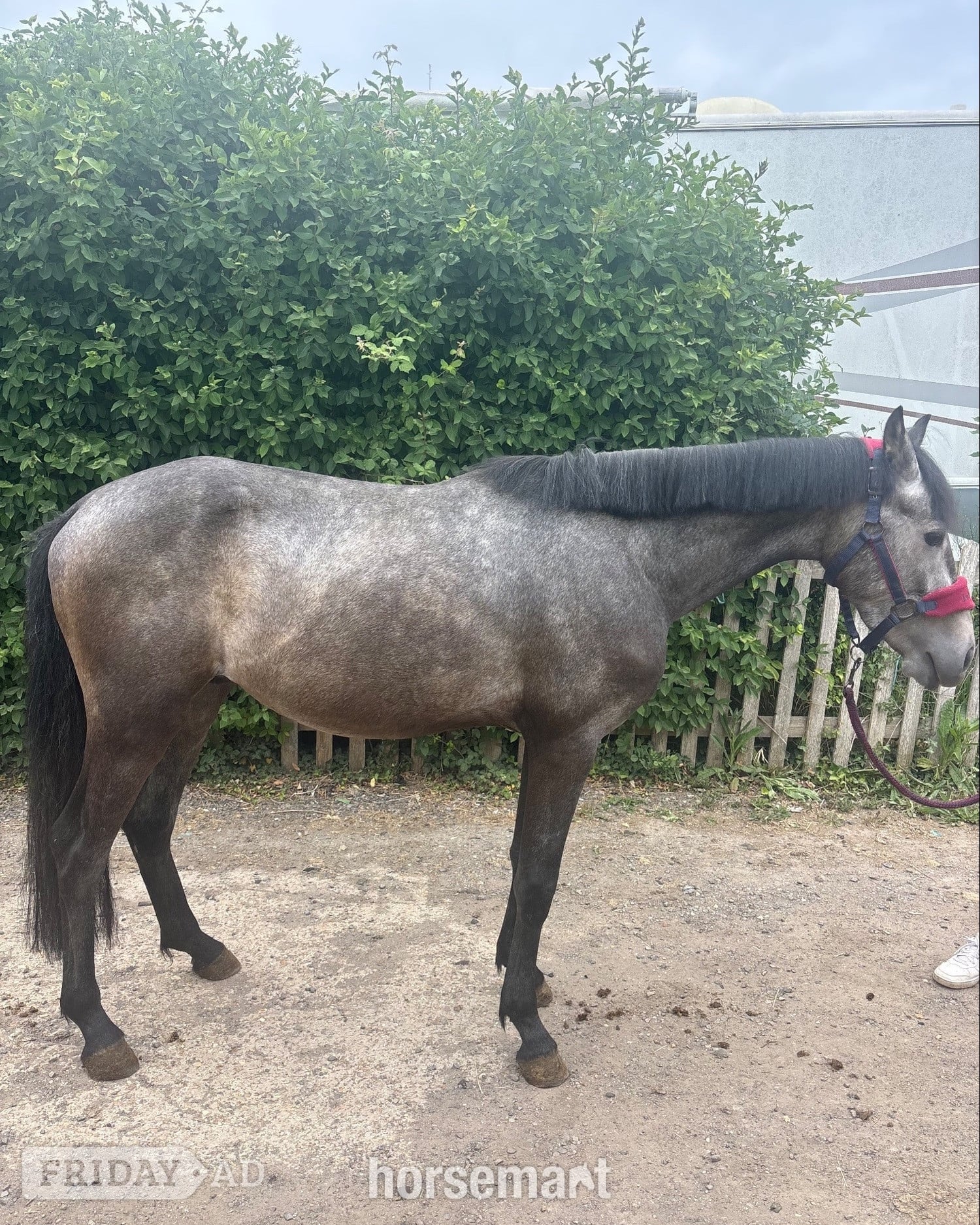 Wineham "Beam me up scotty" Grey Colt Youngstock / Foal