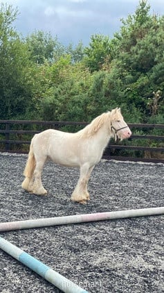 "Pony" Cremello Gelding Pony Club Pony
