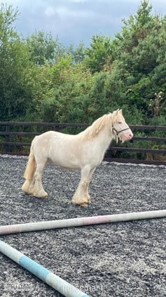 "Pony" Cremello Gelding Pony Club Pony in Crediton