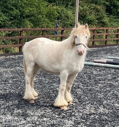 "Pony" Cremello Gelding Pony Club Pony