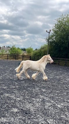 Crediton "Pony" Cremello Gelding Pony Club Pony