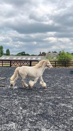 "Pony" Cremello Gelding Pony Club Pony - Horses in Crediton