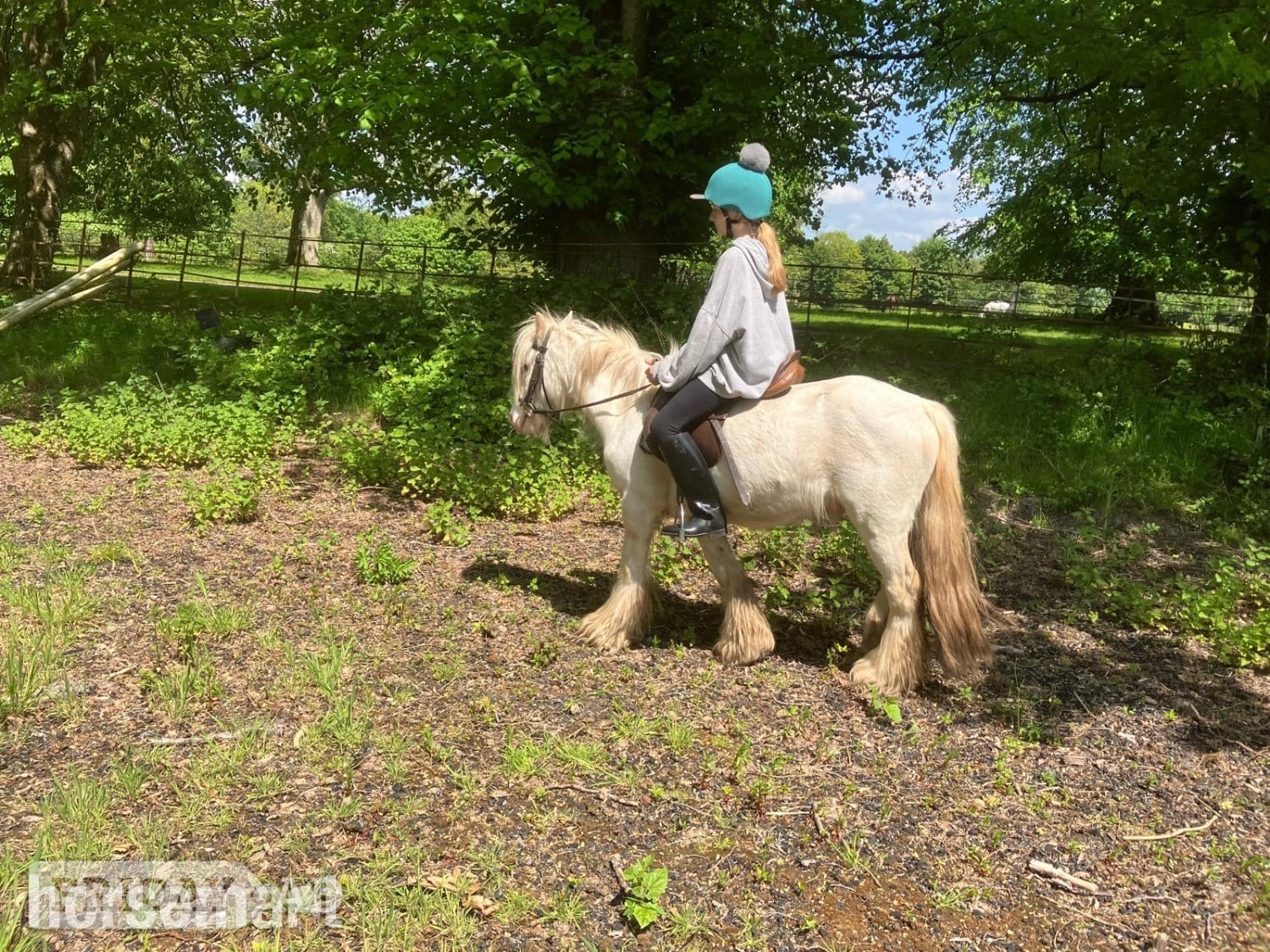 "Pony" Cremello Gelding Pony Club Pony - Horses