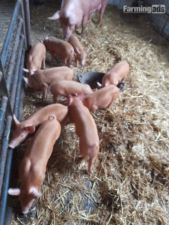 Birth notified Tamworth weaners .