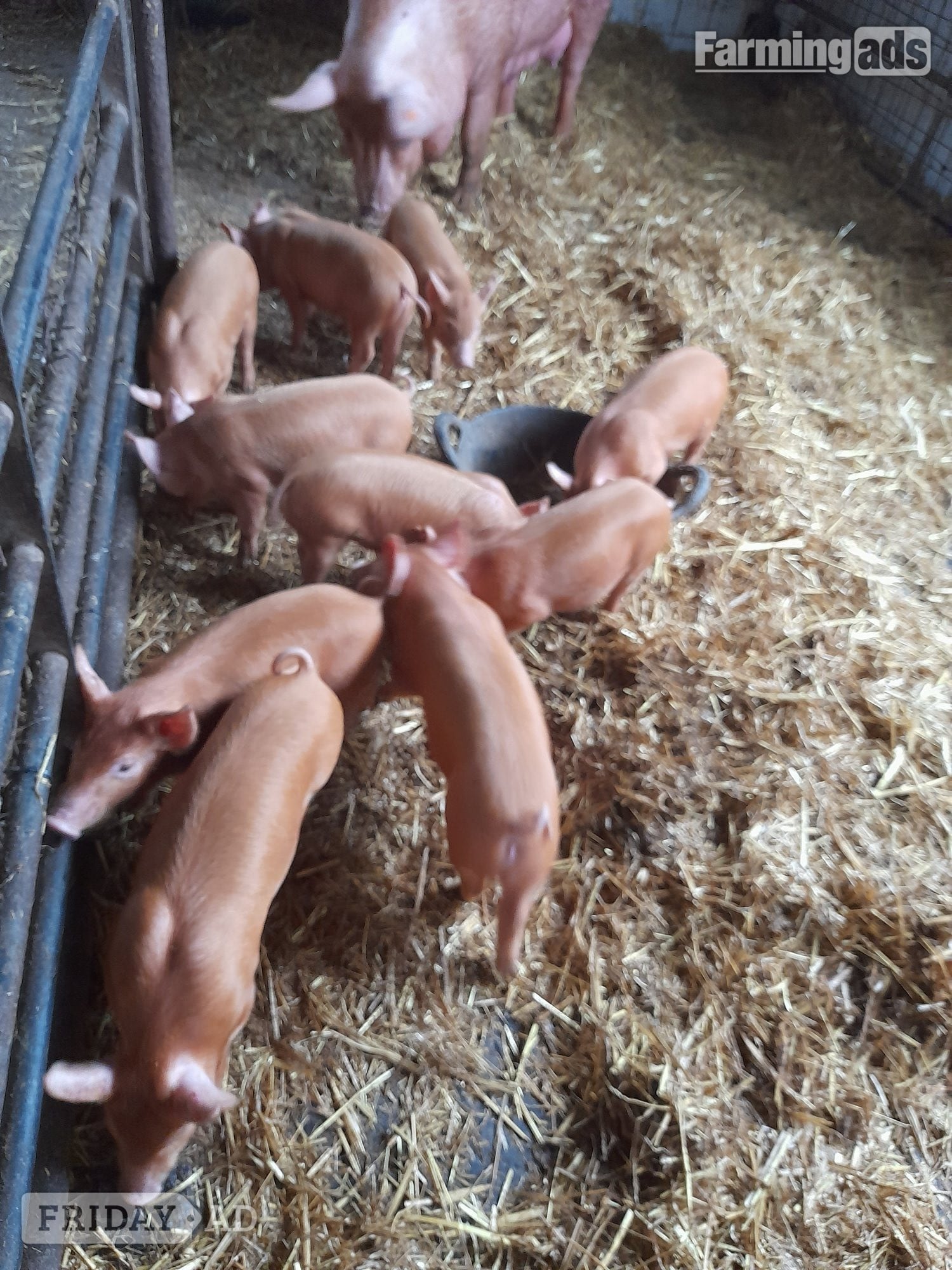 Birth notified Tamworth weaners . in Narberth