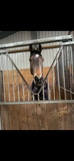 "Flav " Bay Gelding Ex Racehorse