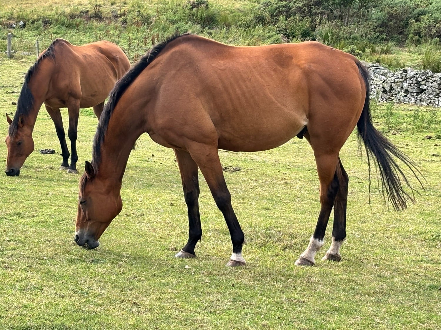 "Flav " Bay Gelding Ex Racehorse
