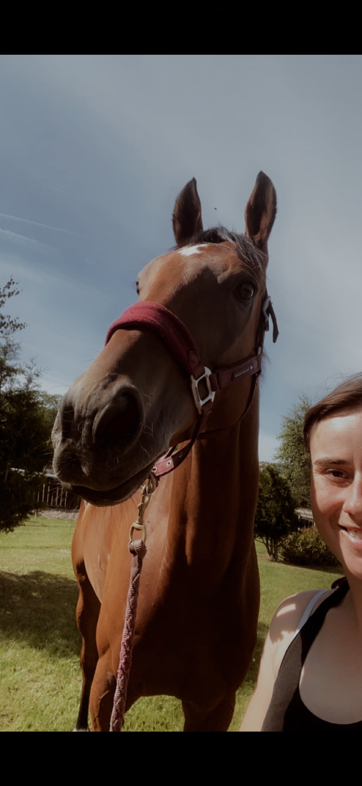 Lauder "Flav " Bay Gelding Ex Racehorse