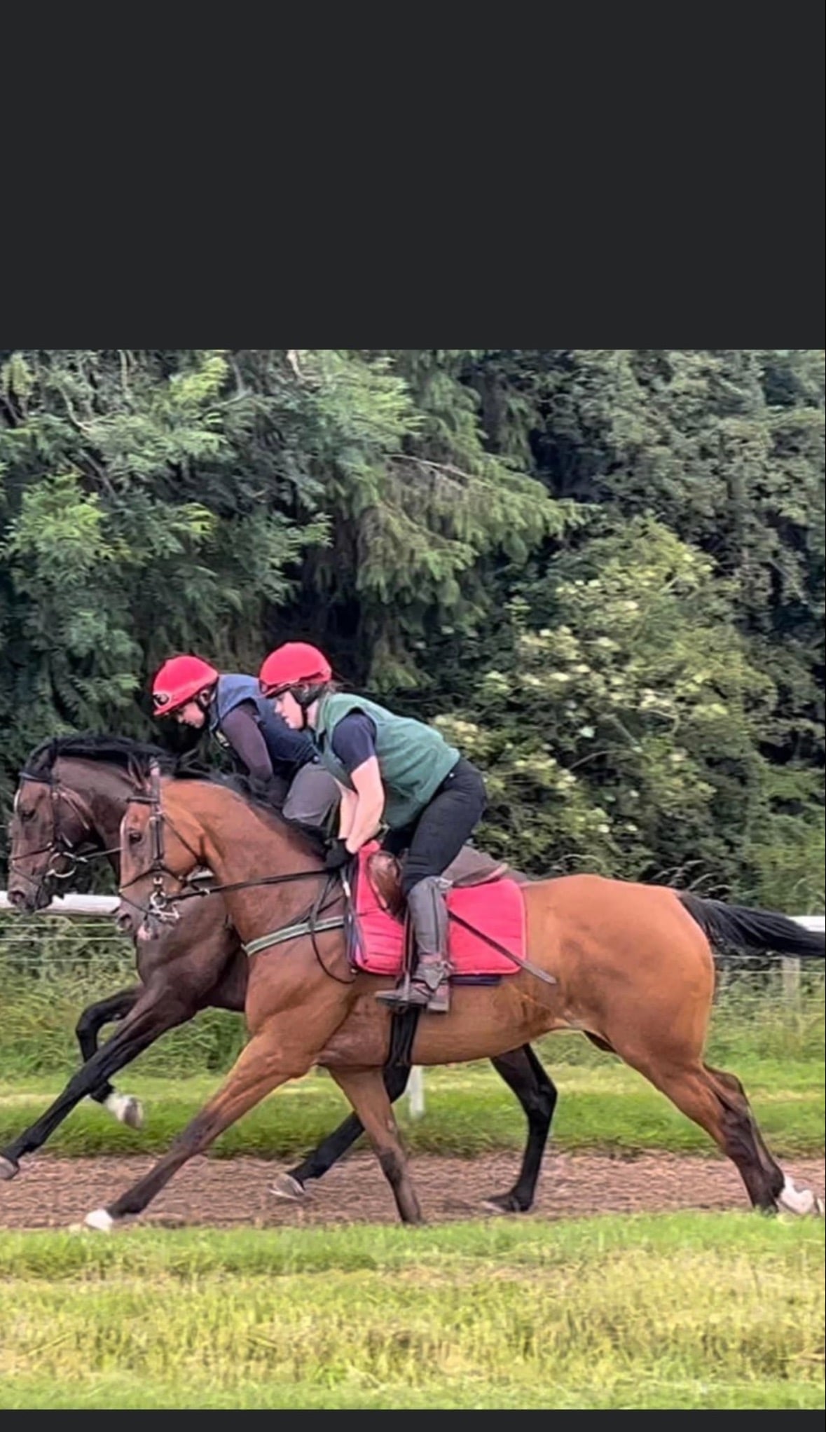 "Flav " Bay Gelding Ex Racehorse - Horses in Lauder