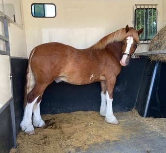 "Ron " Chestnut Gelding Mountain & Moorland Pony