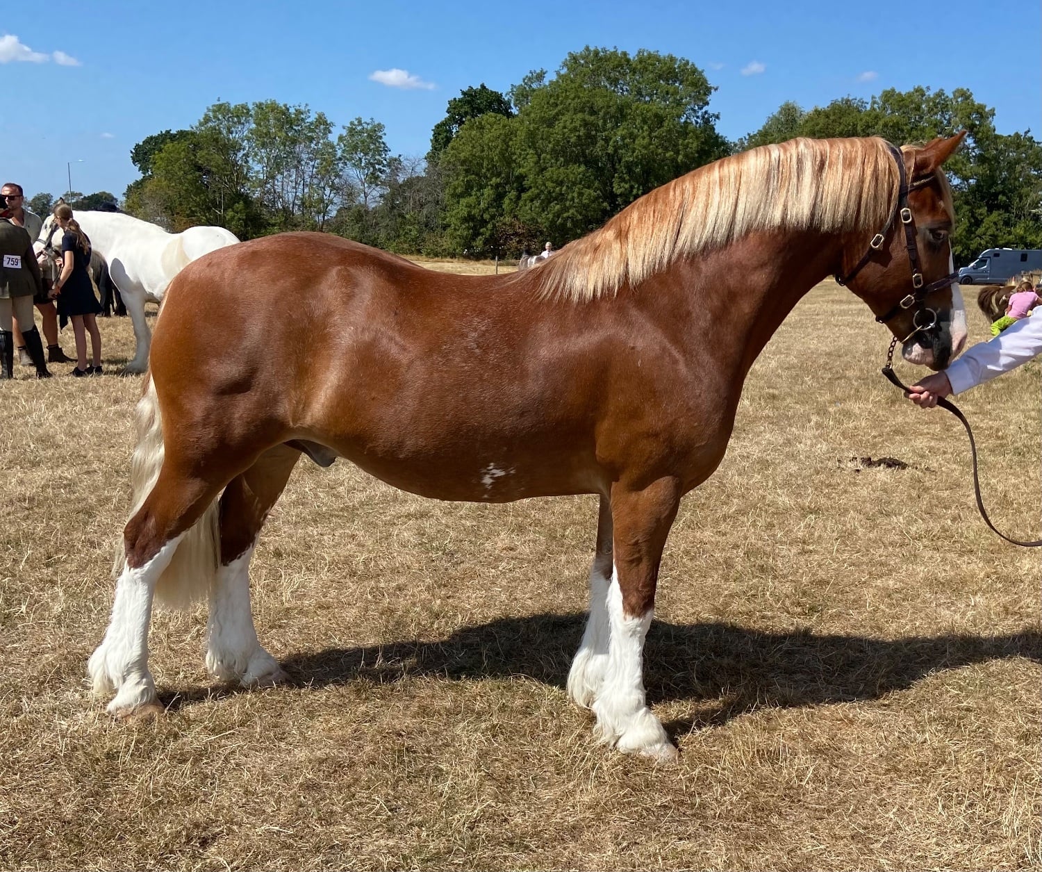 "Ron " Chestnut Gelding Mountain & Moorland Pony