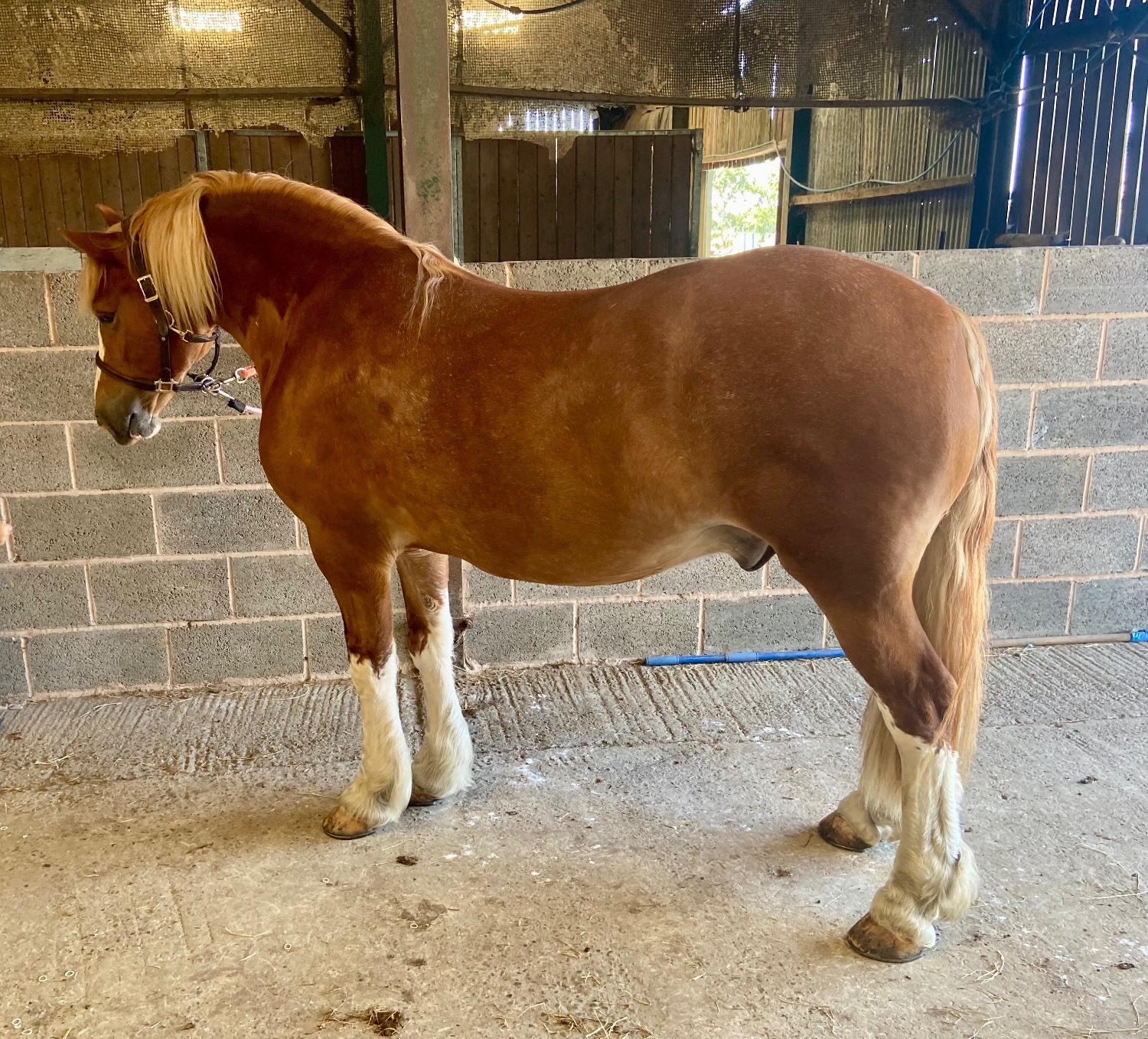 Leamington Spa "Ron " Chestnut Gelding Mountain & Moorland Pony