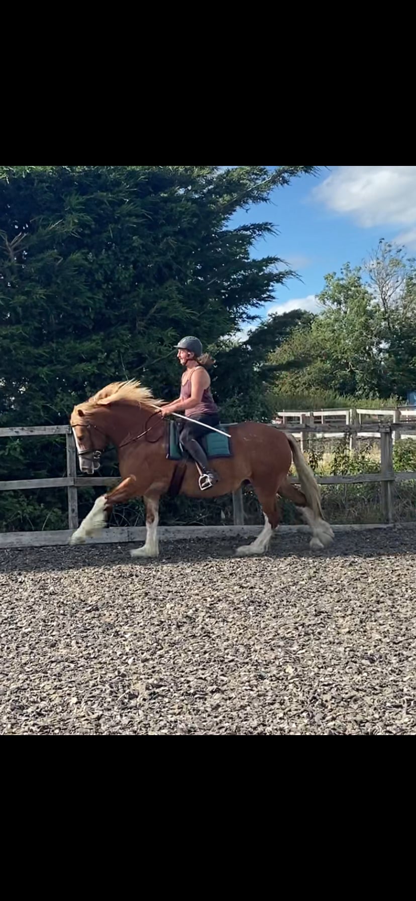"Ron " Chestnut Gelding Mountain & Moorland Pony - Horses in Leamington Spa