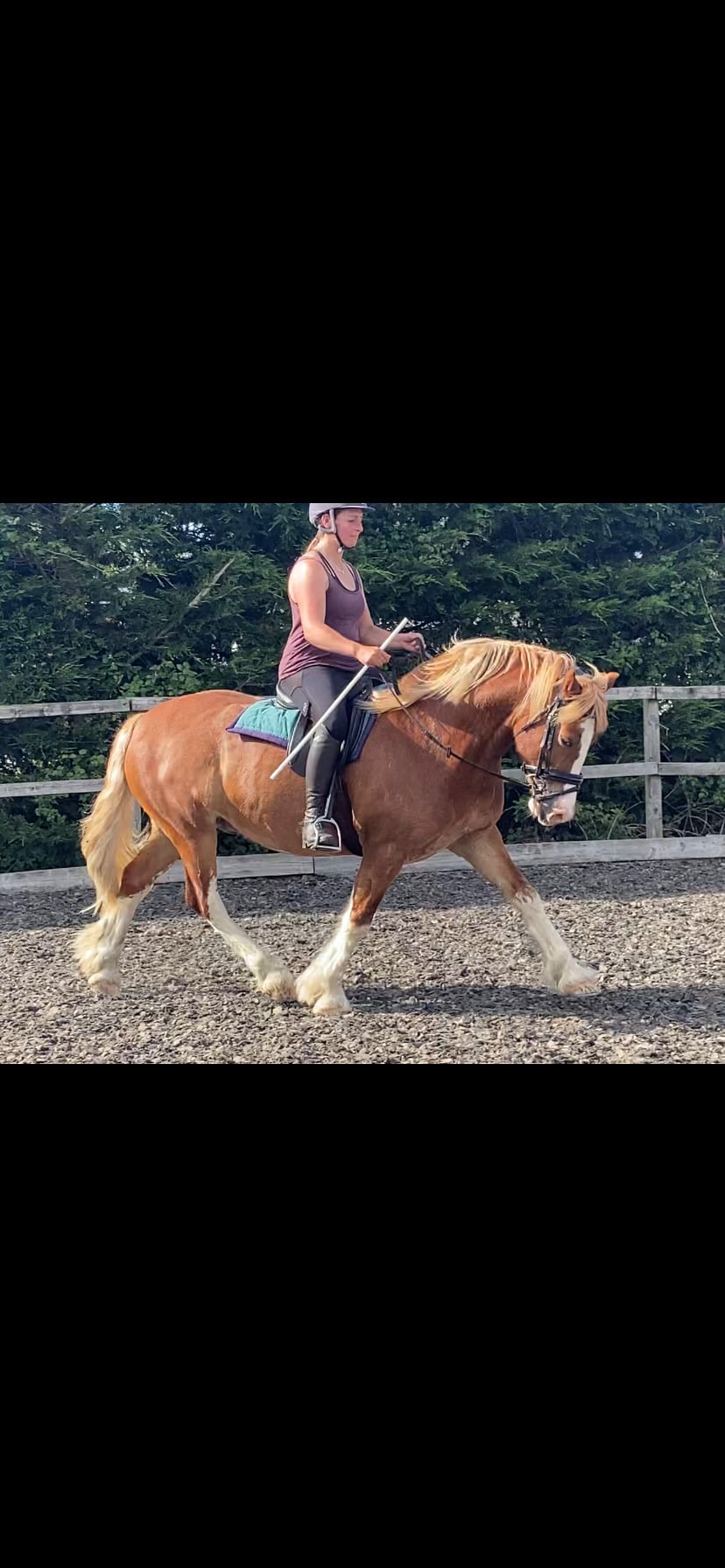 "Ron " Chestnut Gelding Mountain & Moorland Pony - Horses