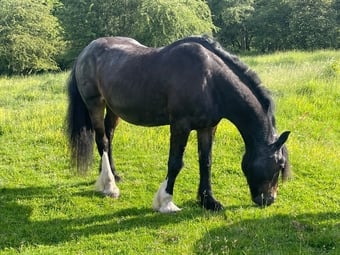 Companion Mare available on full loan