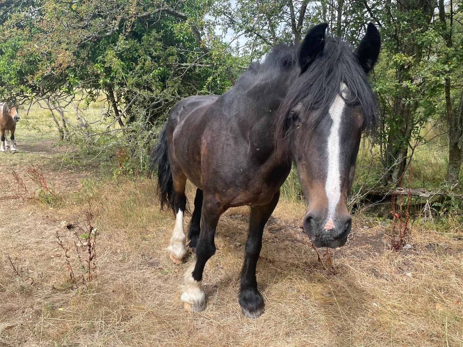 Companion Mare available on full loan