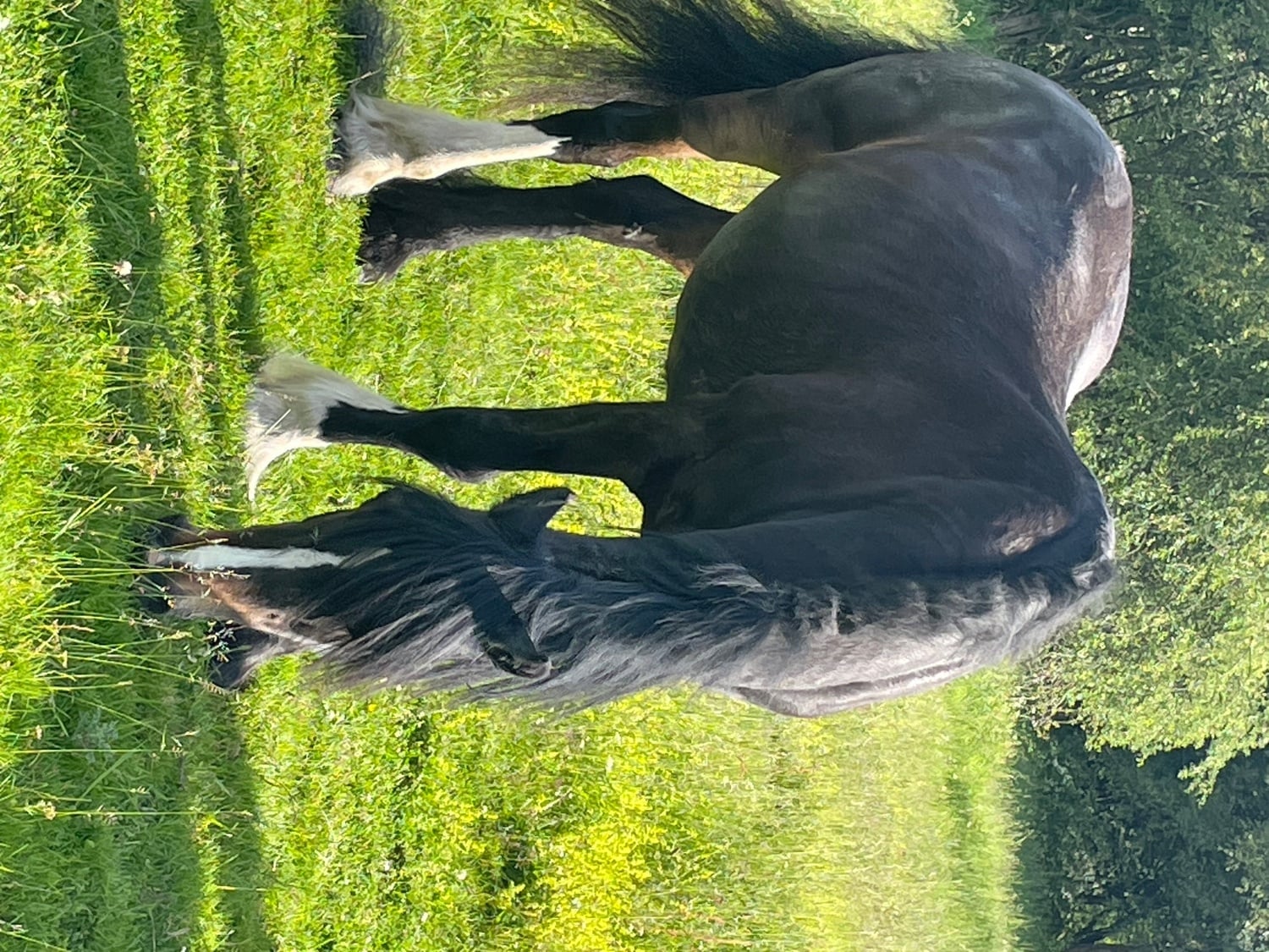 Halifax Companion Mare available on full loan