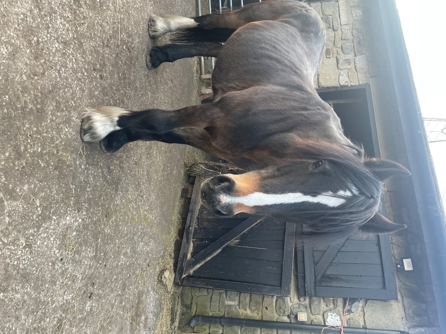 Companion Mare available on full loan - Horses in Halifax