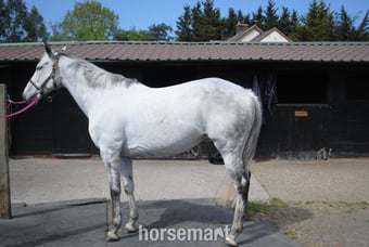 "rockette" Grey Mare All Rounder