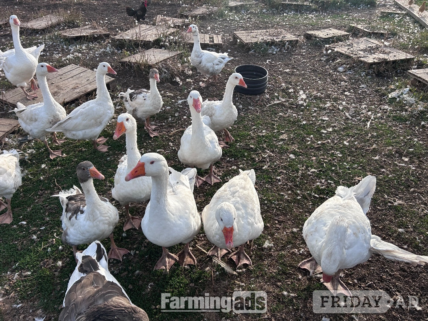 Ebden &amp; Touloise Geese nr Brighton in Hurstpierpoint