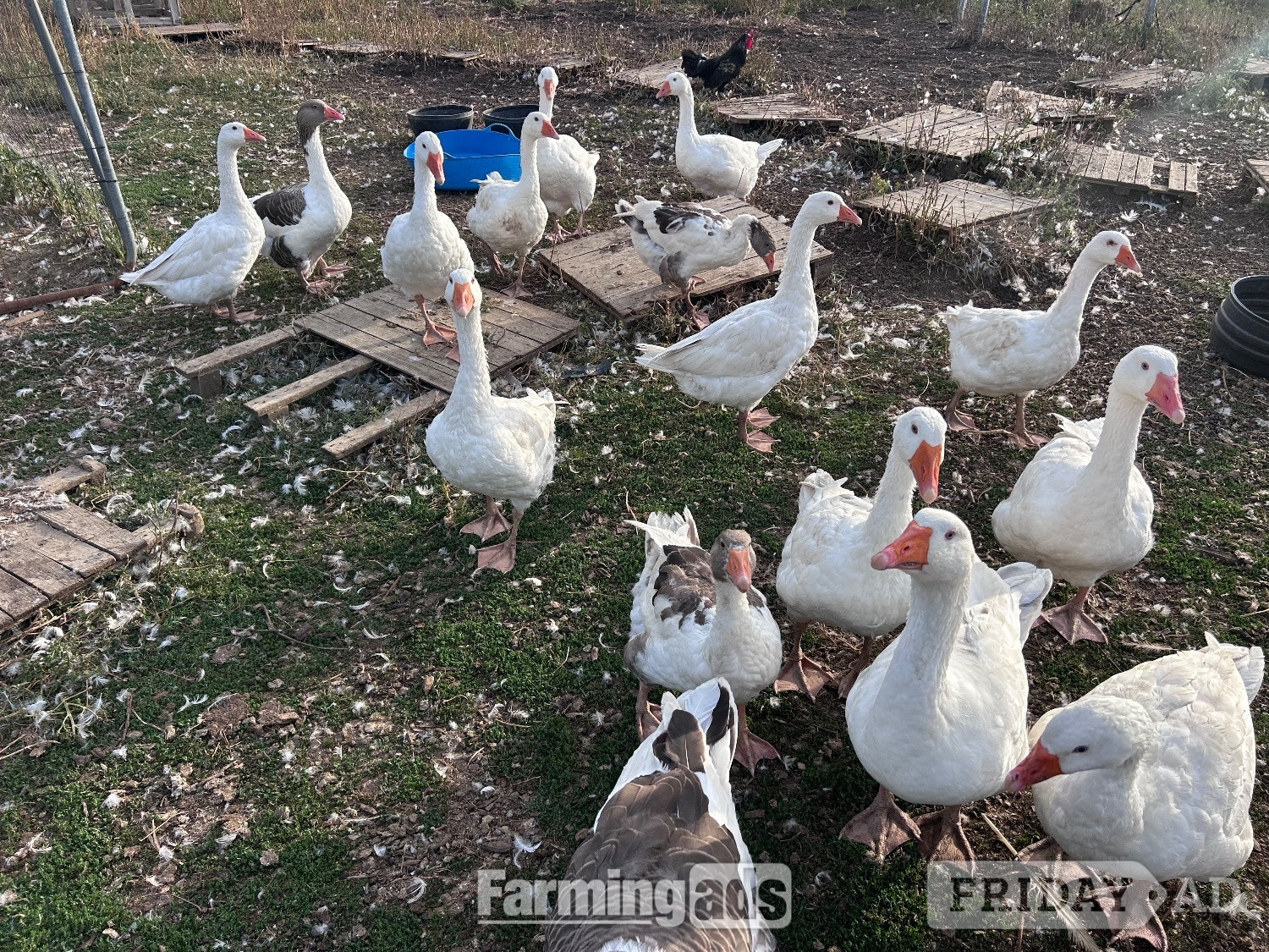 Hurstpierpoint Ebden &amp; Touloise Geese nr Brighton