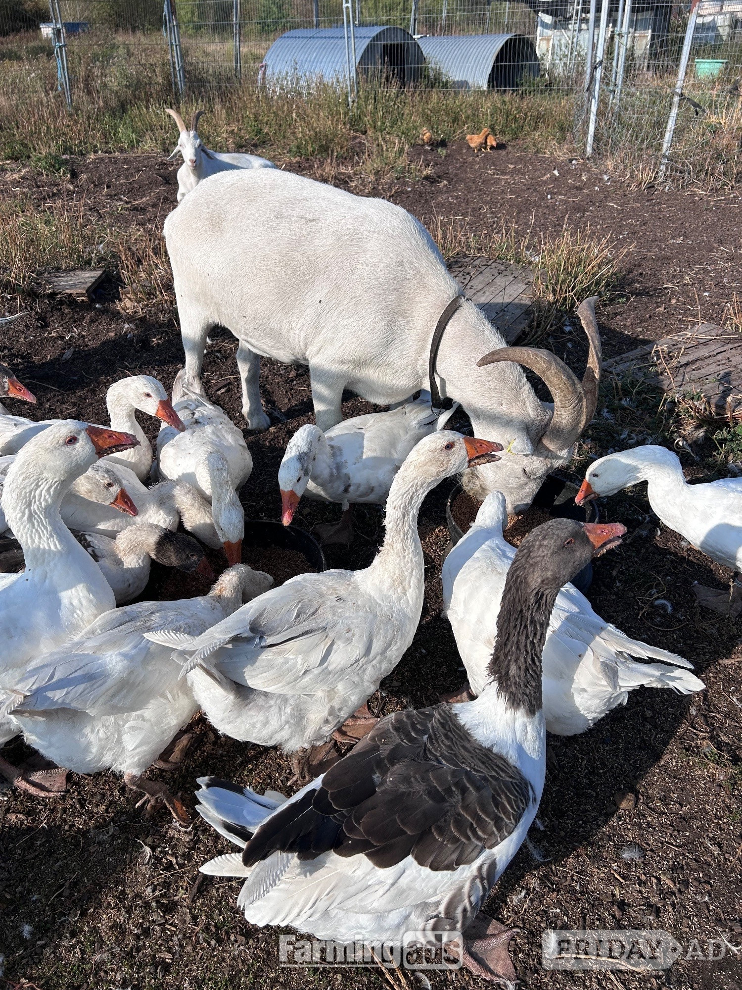 Ebden &amp; Touloise Geese nr Brighton - 