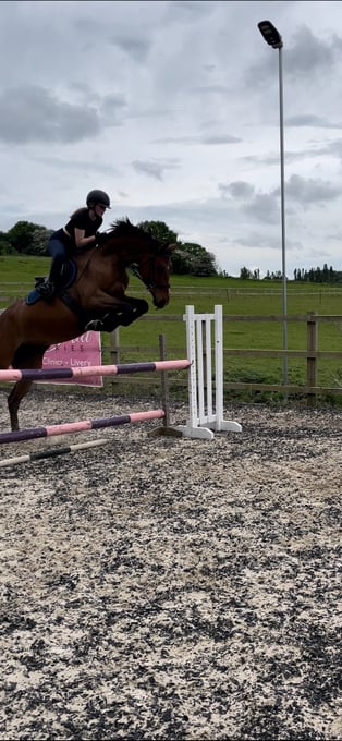 "Grace " Bay Mare Show Jumper