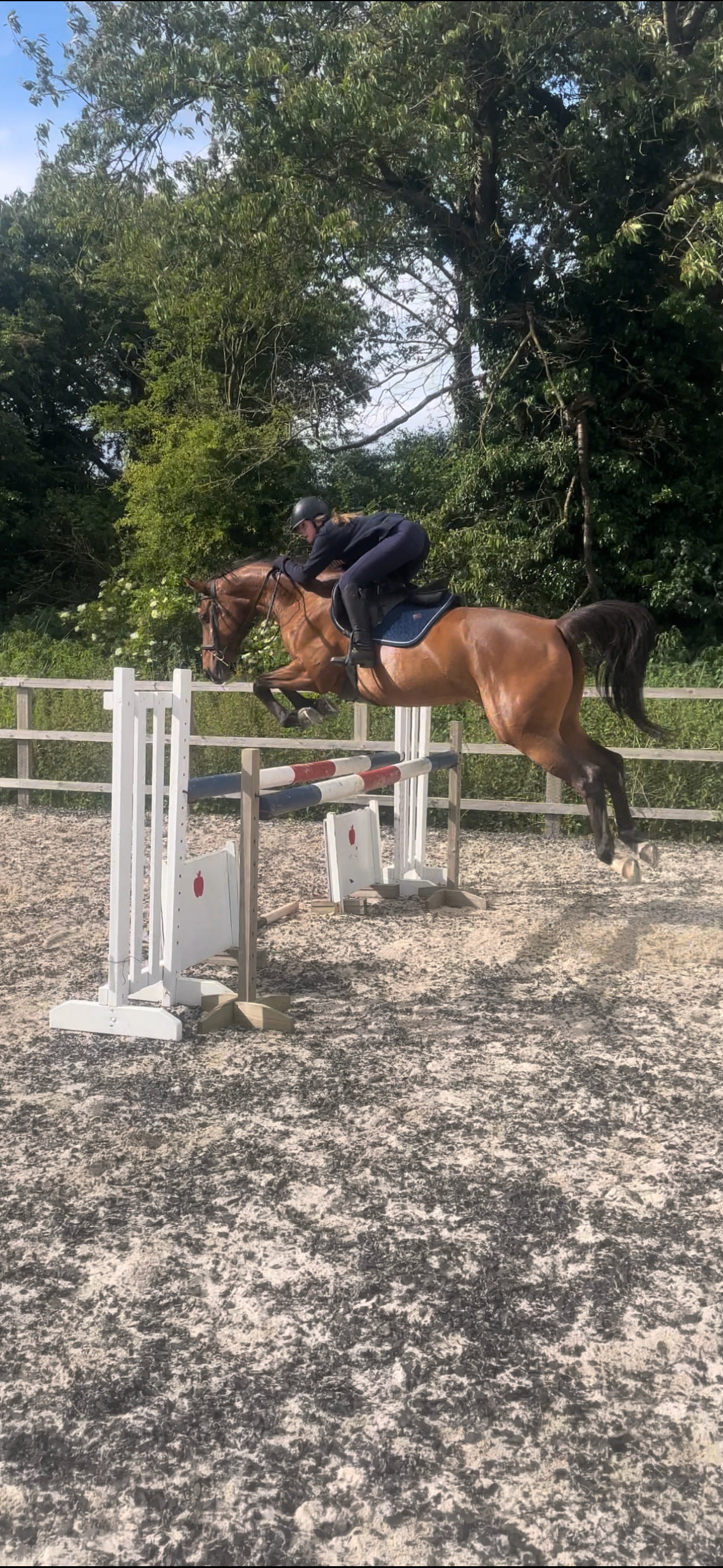 "Grace " Bay Mare Show Jumper