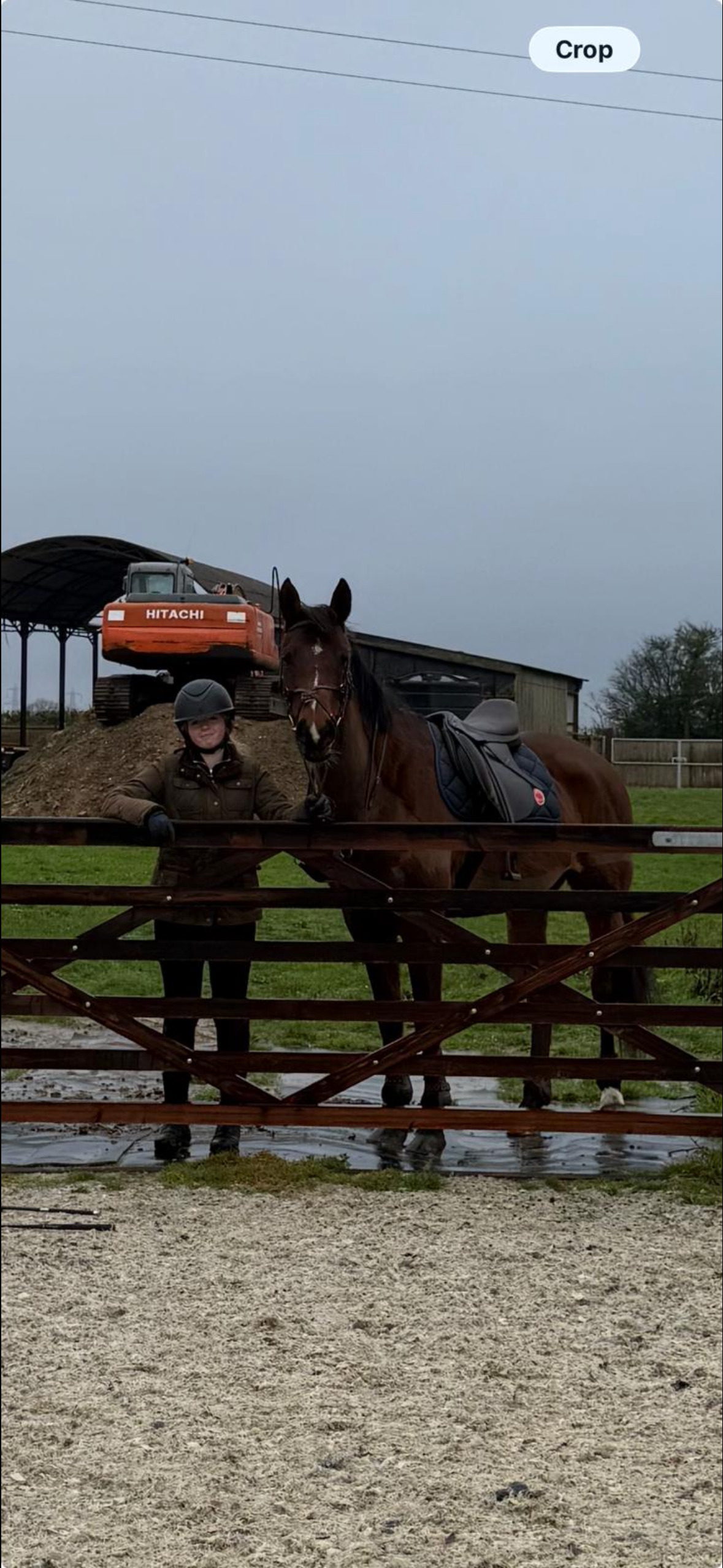 Framlingham "Grace " Bay Mare Show Jumper