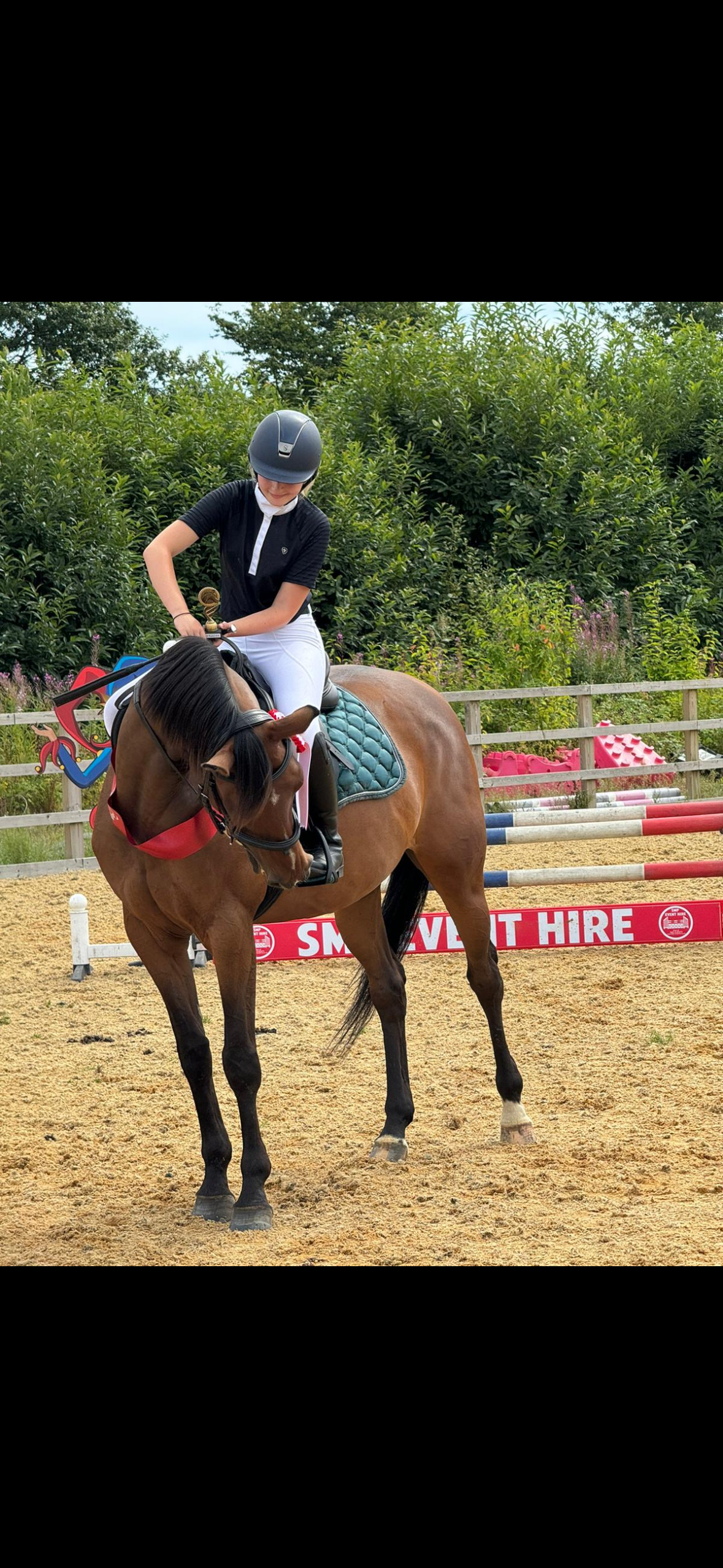 "Grace " Bay Mare Show Jumper - Horses in Framlingham