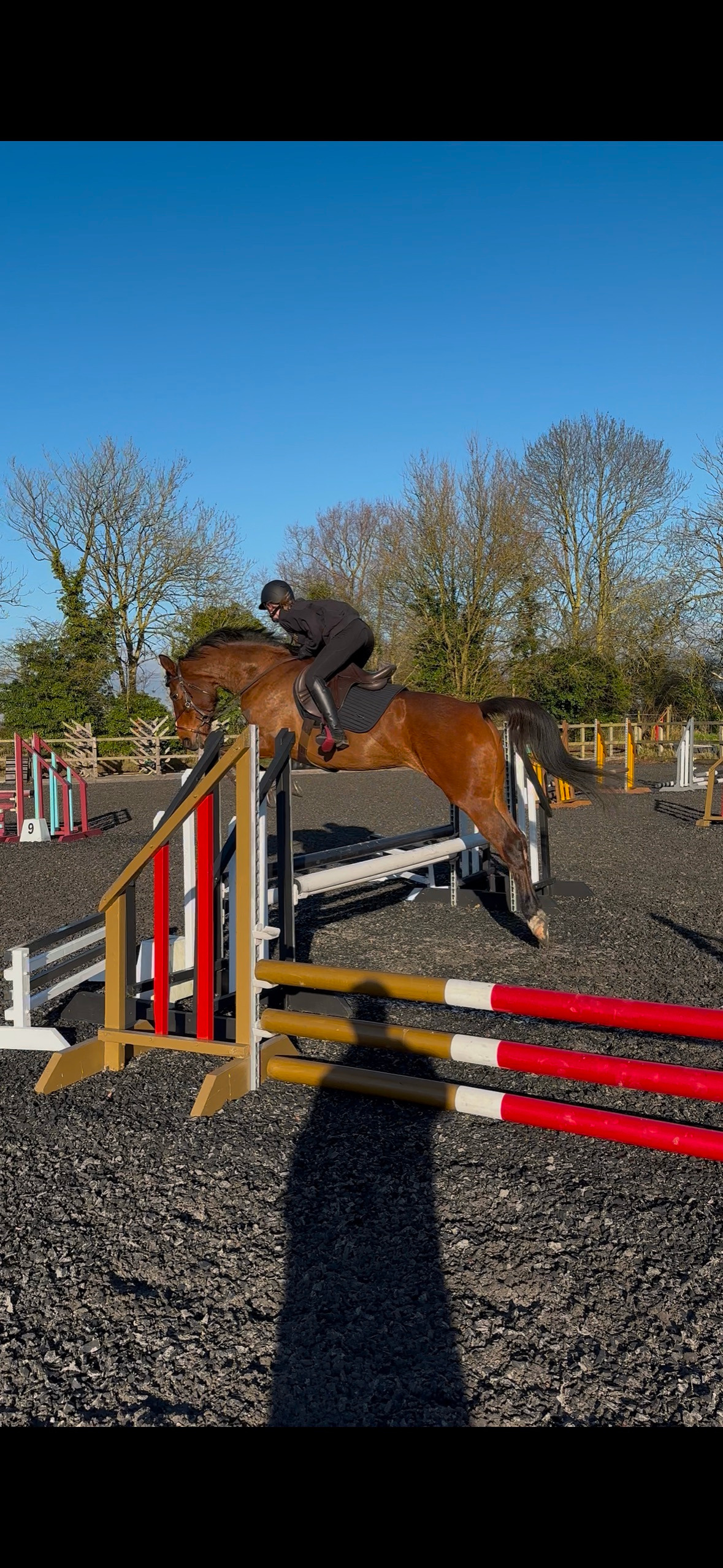 "Grace " Bay Mare Show Jumper - Horses