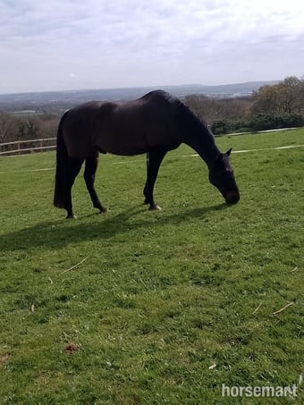 Companion TB Gelding looking for a forever home